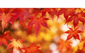 秋土用の紅葉