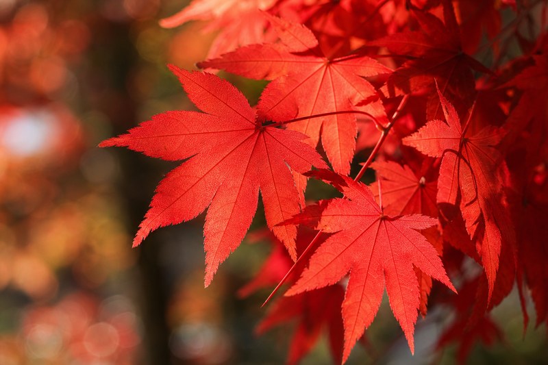 秋土用の紅葉