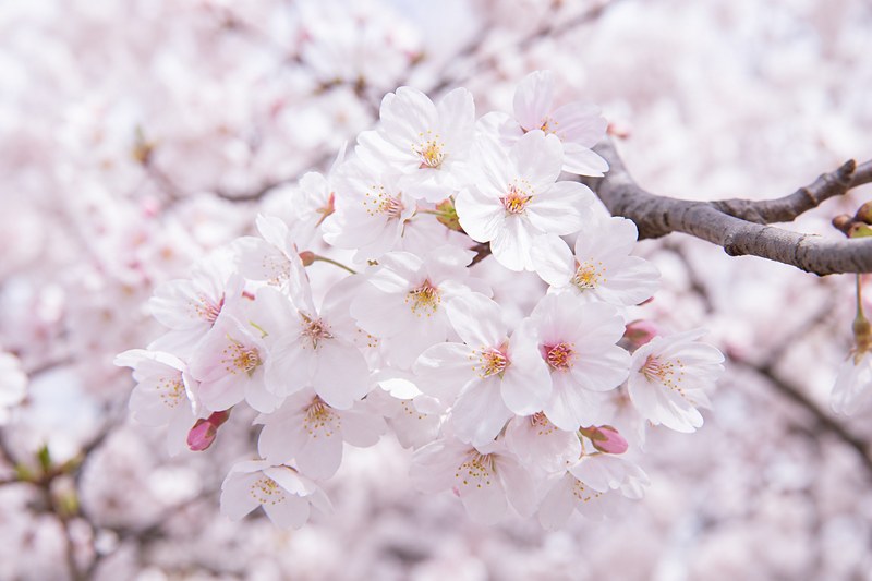 春土用の桜