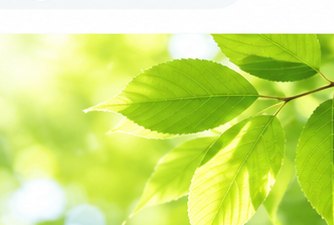 夏土用の新緑