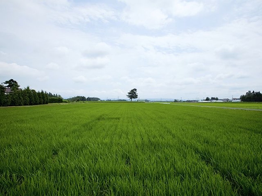 岩手県花巻市・惣兵衛家の田んぼ